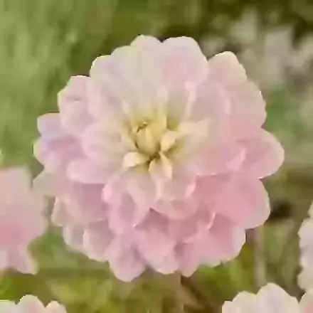 Brackenridge Ballerina